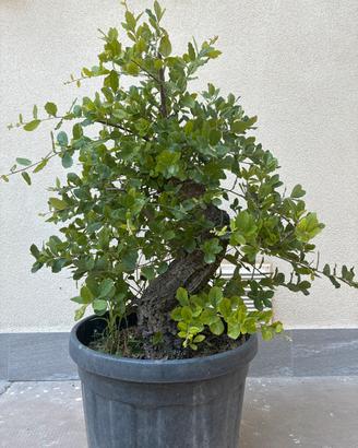 Bonsai Sughera