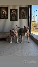 American bully xl