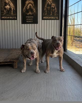 American bully xl