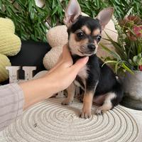 Cucciole chihuahua toy femmine 3 mesi