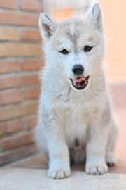 Siberian Husky