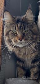Maine Coon
