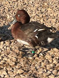 Anatre morette tabaccata