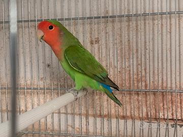 Agapornis Roseicollis