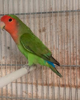 Agapornis Roseicollis