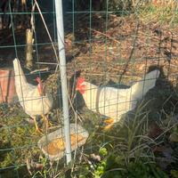 Galline ovaiole livornesi