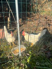 Galline ovaiole livornesi