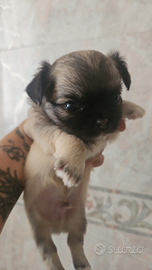 Cuccioli di Chihuahua