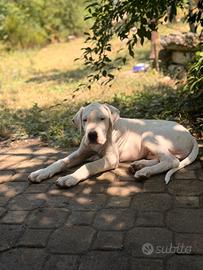Cucciolo dogo argentino