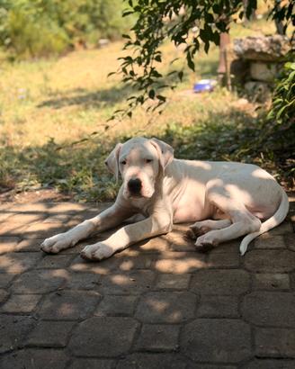 Cucciolo dogo argentino