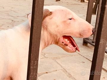 Bull terrier