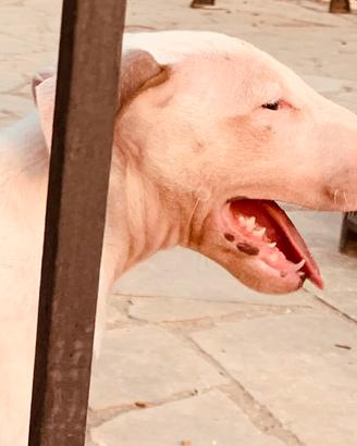 Bull terrier