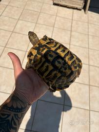Animali