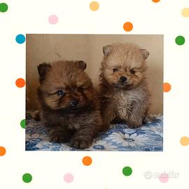 Spitz pomerania