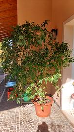 ficus benjamin