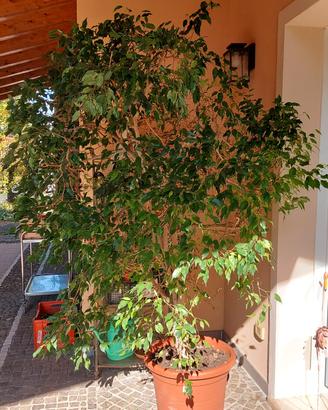 ficus benjamin