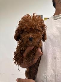 Barboncino toy femmina pedigree Enci
