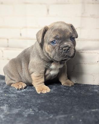 Bulldog francesi blu and tan