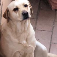 Labrador con pedigree