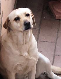 Labrador con pedigree