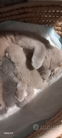 Cuccioli british shorthair