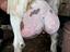 Immagine 4