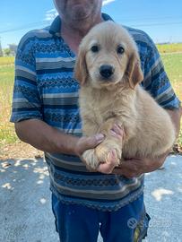 Cuccioli di Golden Retrivers con pedigree