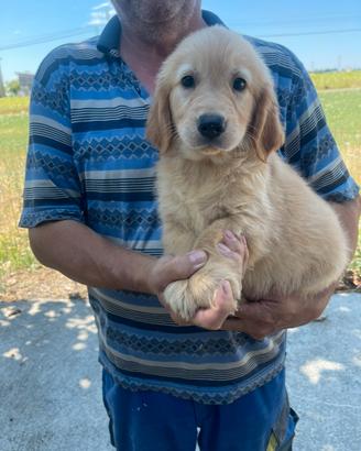 Cuccioli di Golden Retrivers con pedigree
