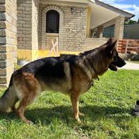 Pastore tedesco disponibile per accoppiamento