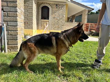 Pastore tedesco disponibile per accoppiamento