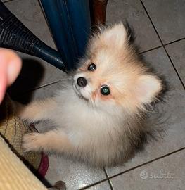 Spitz nano di Pomerania