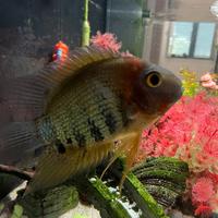 Pesce Heros