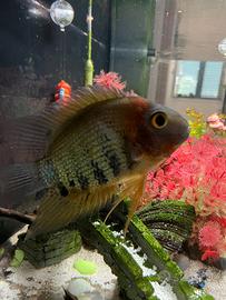 Pesce Heros