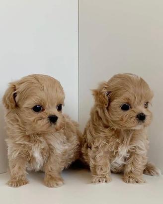 Maltesi cuccioli