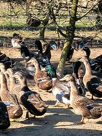 Anatre germanate venete