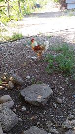 Galli