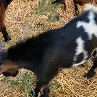 Capretti nani tibetano
