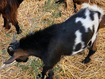 Capretti nani tibetano