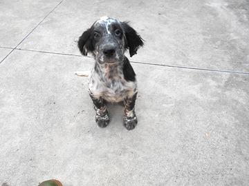 Cucciolo setter