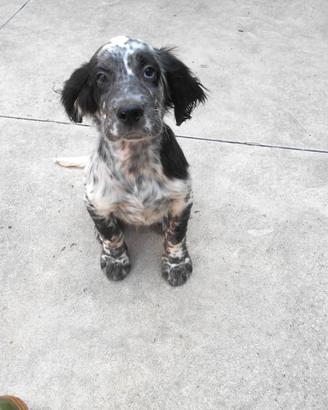 Cucciolo setter