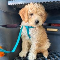 Barboncino nano maschio