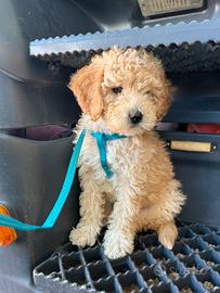 Barboncino nano maschio