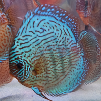 Discus Cresciuti in Acque Nostre
