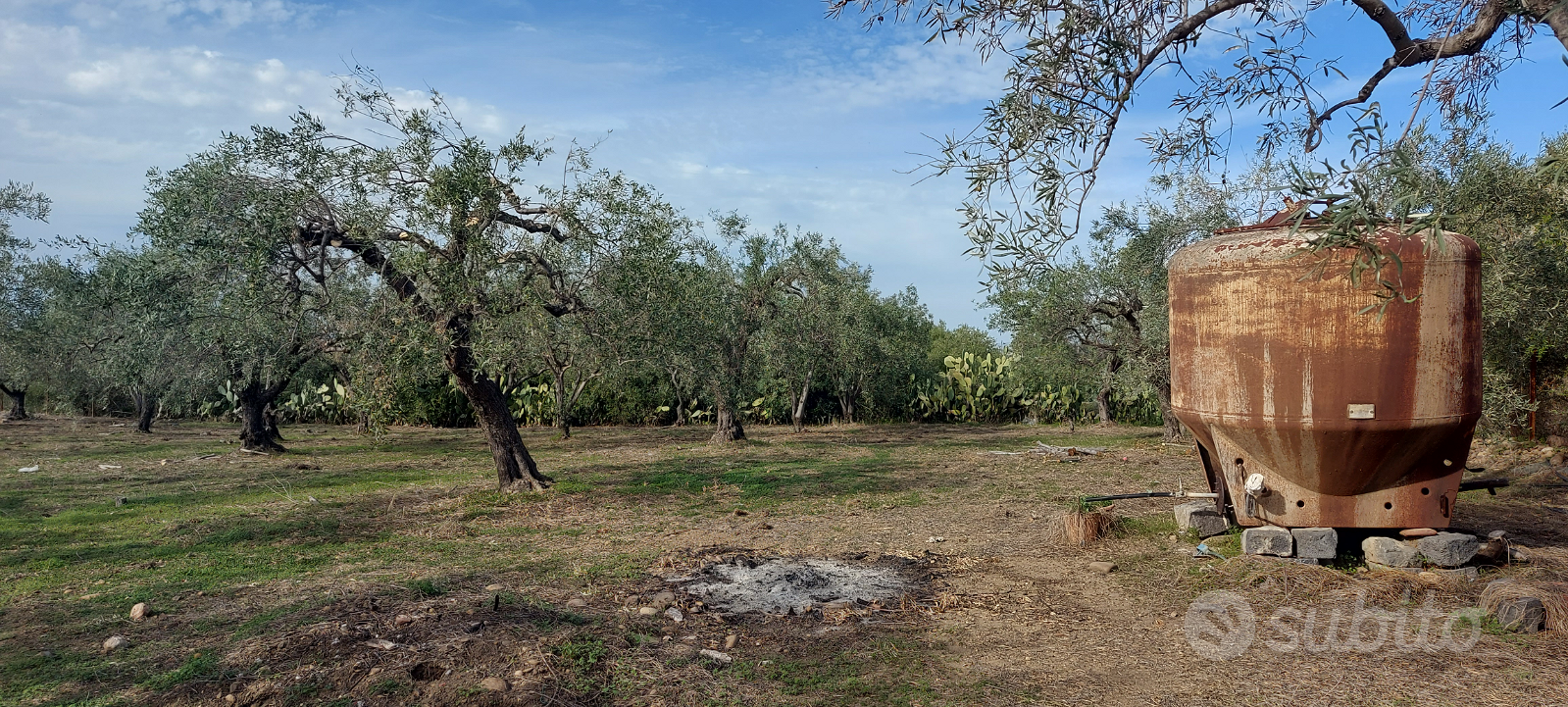 Motta Sant'anastasia terreno agricolo con 80 albe - Vista 5