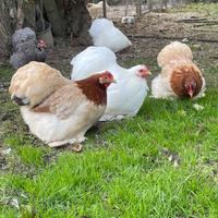 Galline cocincina nana