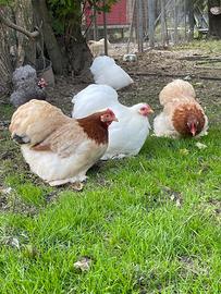 Galline cocincina nana