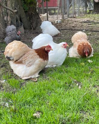 Galline cocincina nana