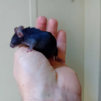 Topi varie colorazioni