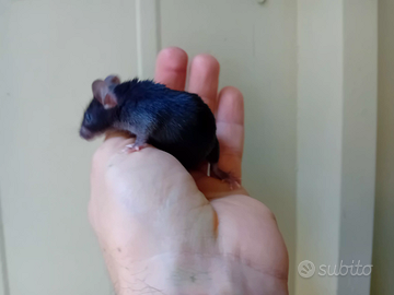 Topi varie colorazioni