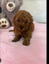 Barboncino toy red